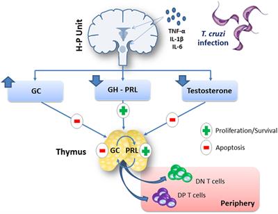 Role of Hormonal Circuitry Upon T Cell Development in Chagas Disease: Possible Implications on T Cell Dysfunctions